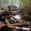 Troncs d'arbres dans la rivire