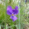 Violette sur le Puy Mary