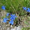 Fleurs dans les Alpes prs du refuge du Glacier Blanc