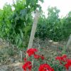 Dans les vignes de Saint Emilion en Gironde