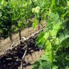 Dans la vigne de Saint Emilion
