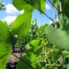 Feuilles de vignes de St Emillion en Gironde
