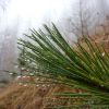 Jour de brouillard
