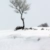Arbre solitaire sur le plateau de l'Aubrac