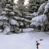 Neige sur le plateau de l'Aubrac