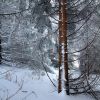 Beaucoup de neige sur le sentier et sur les arbres