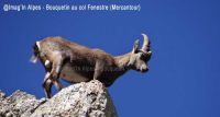 Faune dans les Alpes