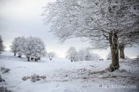 Allons marcher dans la neige poudreuse Allons marcher dans la neige poudreuse