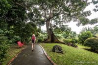 Balade dans le jardin botanique de Deshaies
