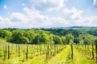 Trace gps Saint-Faust - Vallée de la Juscle Saint-Faust - Vallée de la Juscle