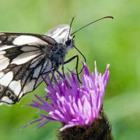 Photos macros r�alis�es en 2009