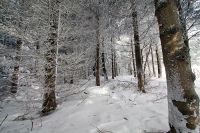 Aubrac: Randonn�e p�destre sur le sentier botanique de Laguiole