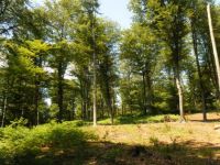 Sur les traces du diamant noir