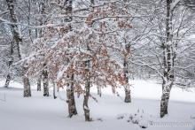Balades en hiver sur Aubrac