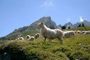 SUR LA ROUTE DU LAC