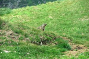 Marmottes