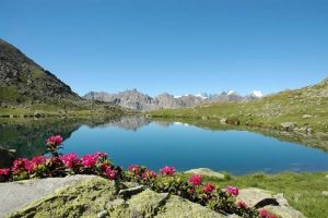Fleurs devant le lac du Serpent