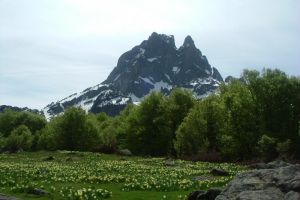 Pic du Midi d'Ossau au-dessus d'un jardin de jonquilles