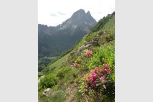 Rhododendrons  1650 mtres