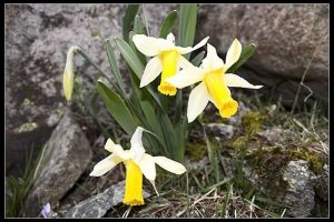 Jonquilles