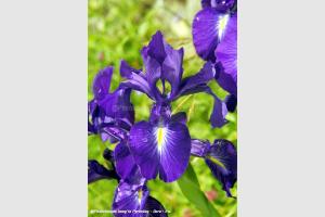 Iris xiphode