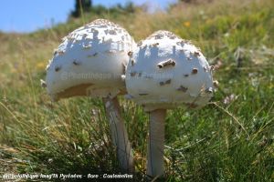 Coulemelle