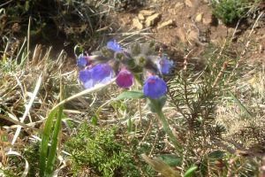 Pulmonaire  feuilles lancoles