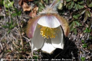Anmone pulsatille