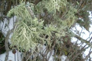 Lichen