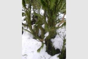 Lichen