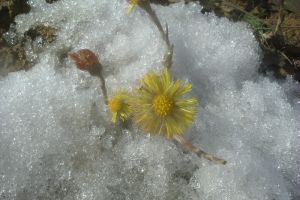 Tussilage