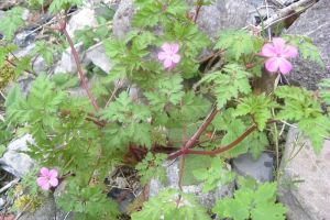 Granium Herbe  Robert