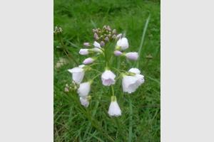 Cardamine des prs