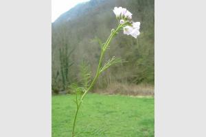 Cardamine des prs