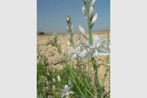 Asphodle fistuleux dans les Bardenas Reales