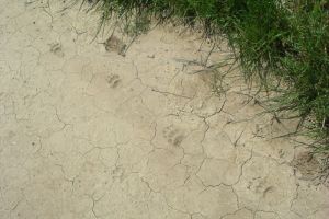 Bardenas RealesTraces sur le sol craquel vers Sarda del Moral
