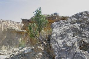 Du vert dans le dsert des Bardenas