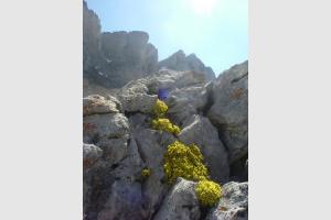 Androsace de vitaliano