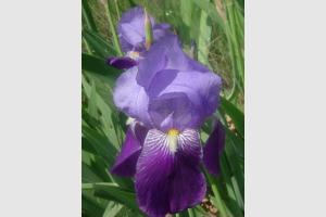Iris des Pyrnes