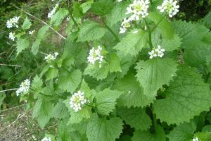 Alliaire officinale