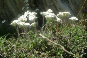 Androsace velue