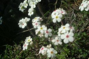 Androsace velue