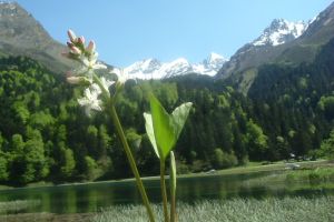 Mnyanthe  trois folioles