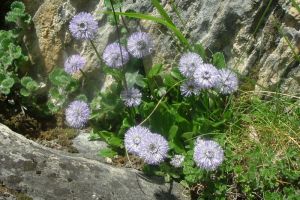 Globulaire  tige nue