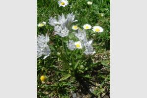 Scille  deux feuilles