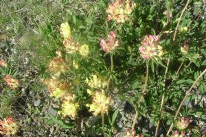 Anthyllide vulnraire