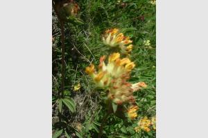 Anthyllide vulnraire