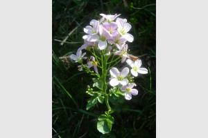 Cardamine  larges feuilles