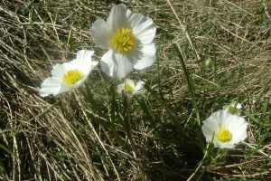 Renoncule des Pyrnes