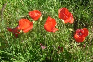 Coquelicot